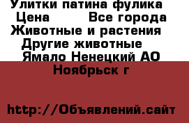 Улитки патина фулика › Цена ­ 10 - Все города Животные и растения » Другие животные   . Ямало-Ненецкий АО,Ноябрьск г.